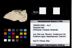 Foto (Objekt + Etikett) von Decapoda indet.  (NHMW-GEO-1990-0041-2506)